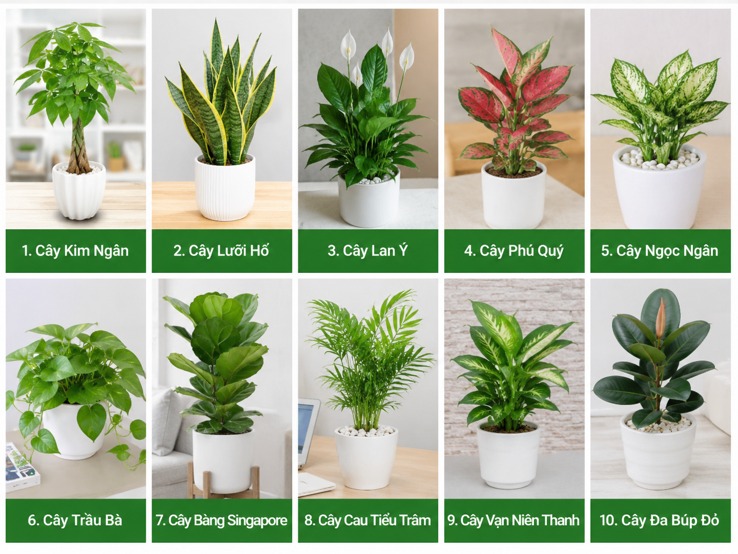 Top 10 Cây Cảnh Trong Nhà Đẹp, Dễ Chăm Sóc Và Được Ưa Chuộng Nhất 2026