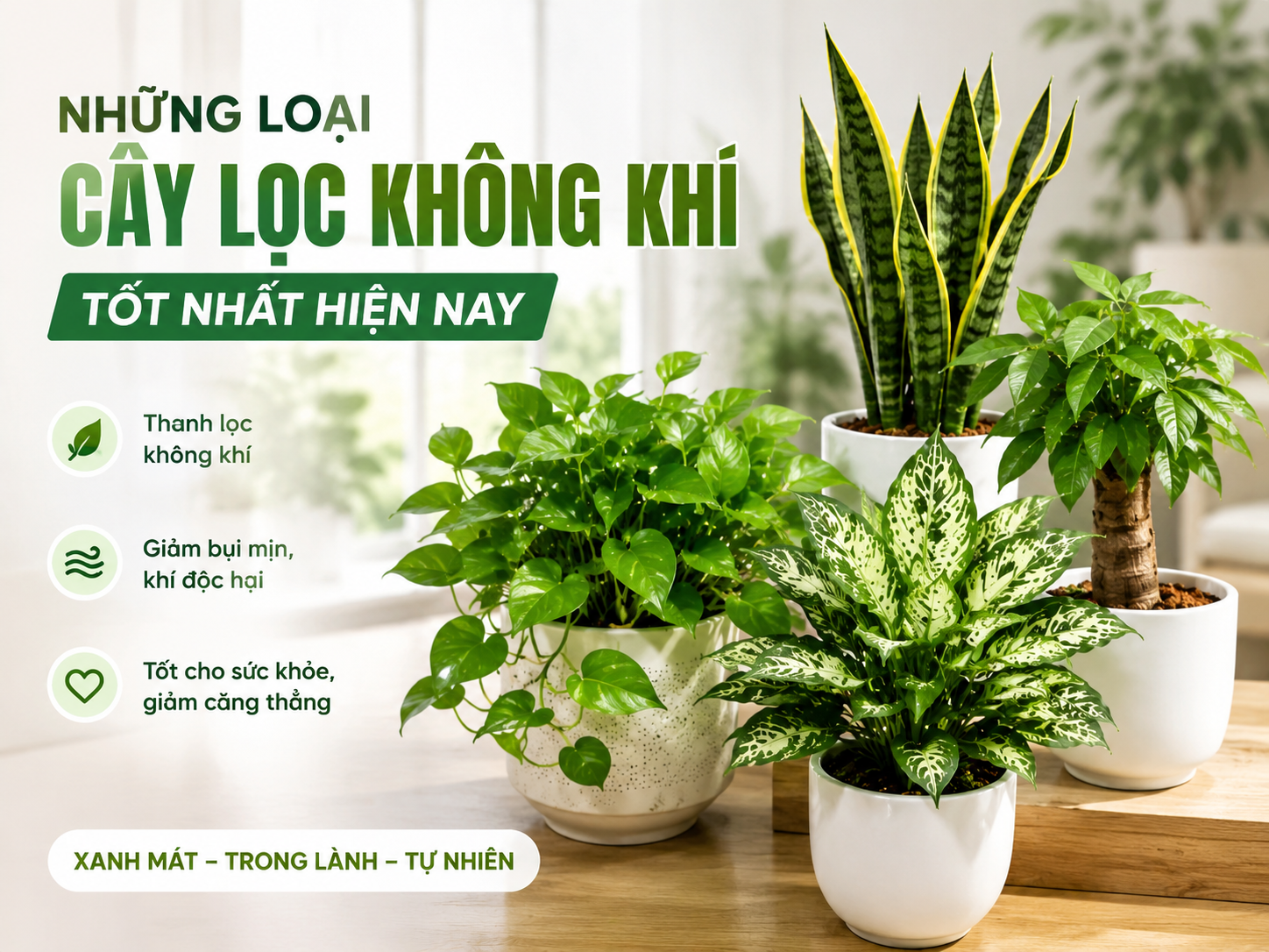 những loại cây lọc không khí tốt nhất hiện nay 