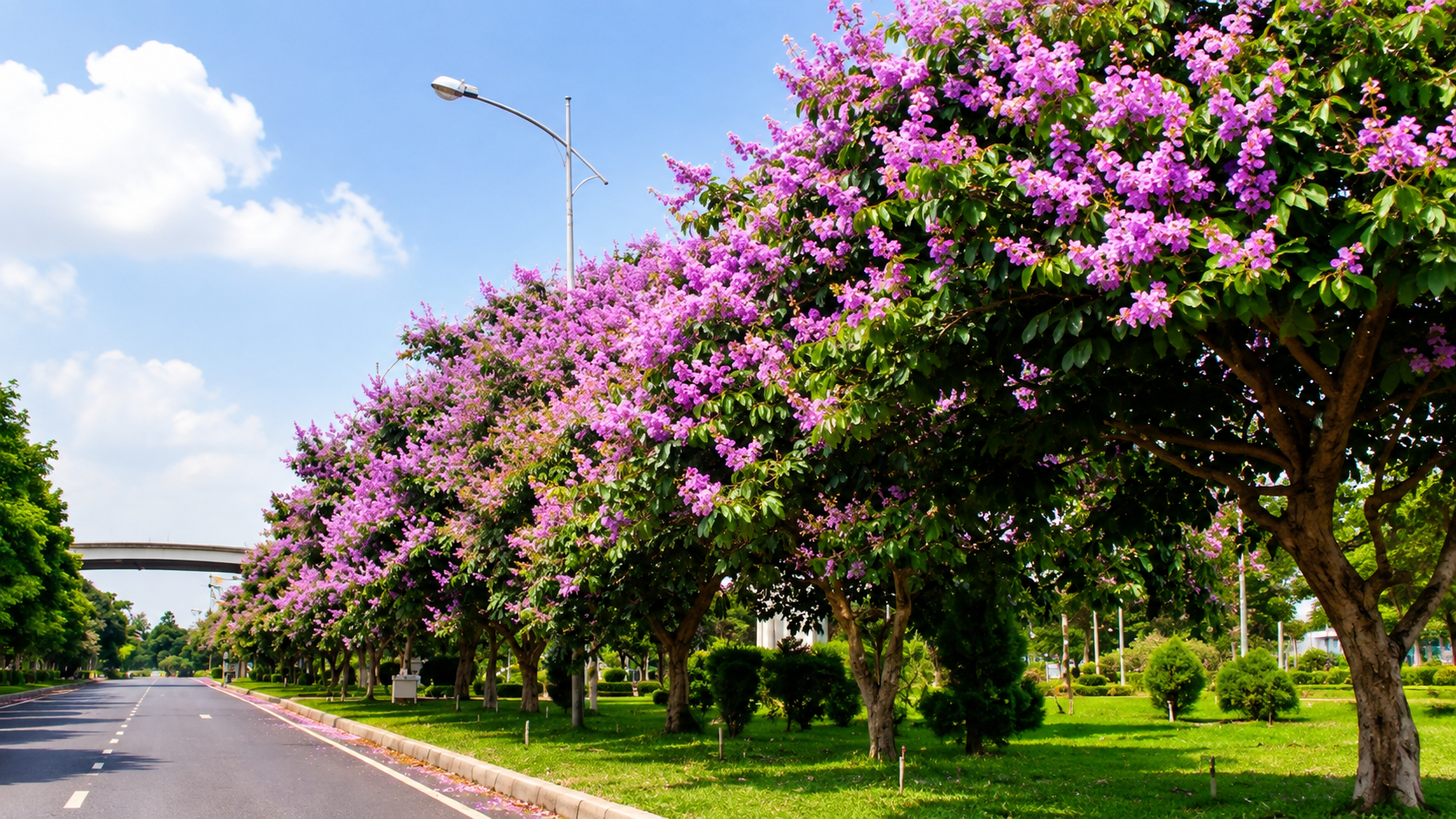 cây bằng lăng