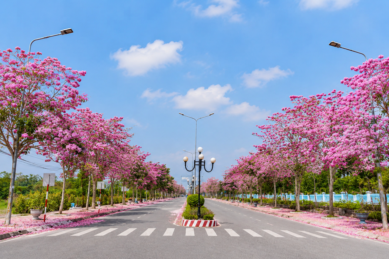 cây kèn hồng 