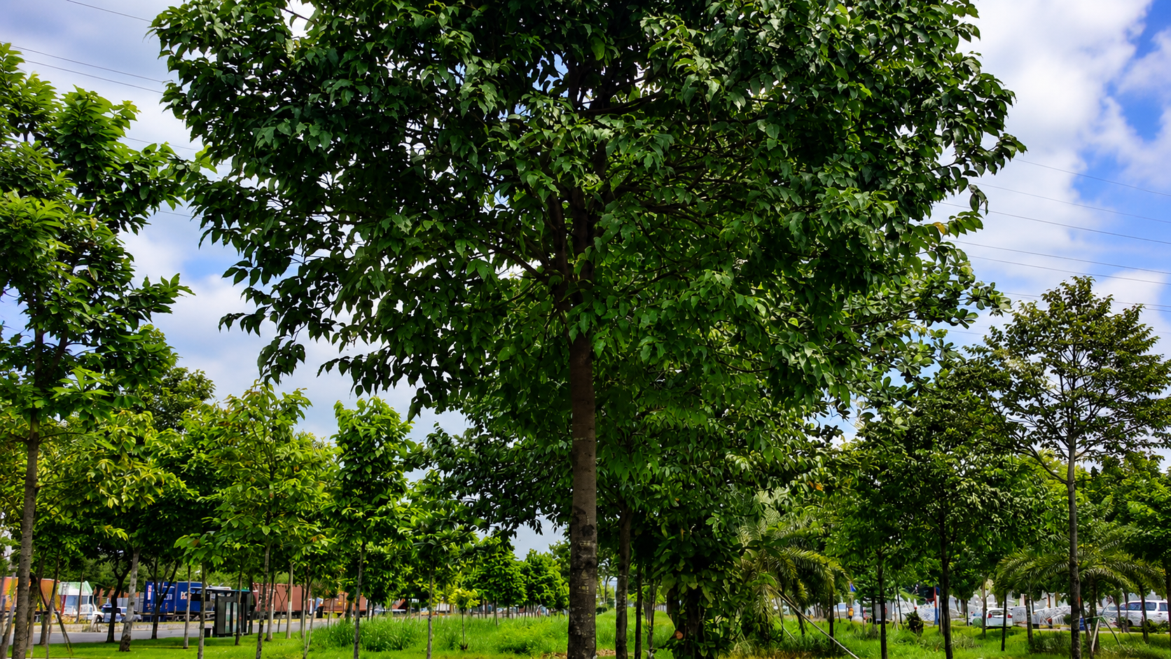 cây sao đen