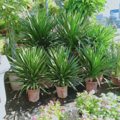 Phát Tài Núi