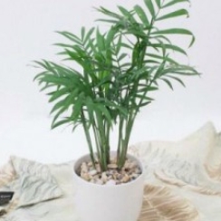 Câu Tiểu Trâm