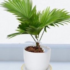 Cọ Ta Để bàn