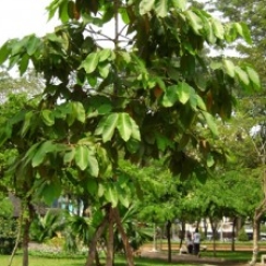 CÂY DẦU