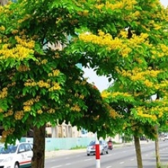 CÂY GIÁNG HƯƠNG