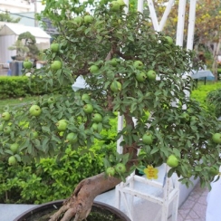 Cây ổi