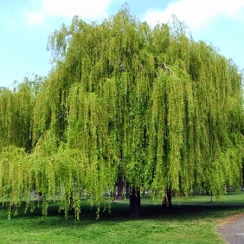 Cây Liễu Rủ
