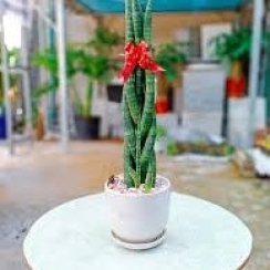 Ngà Voi Để Bàn