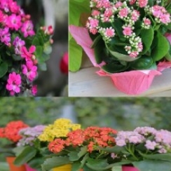 Hoa Sống Đời